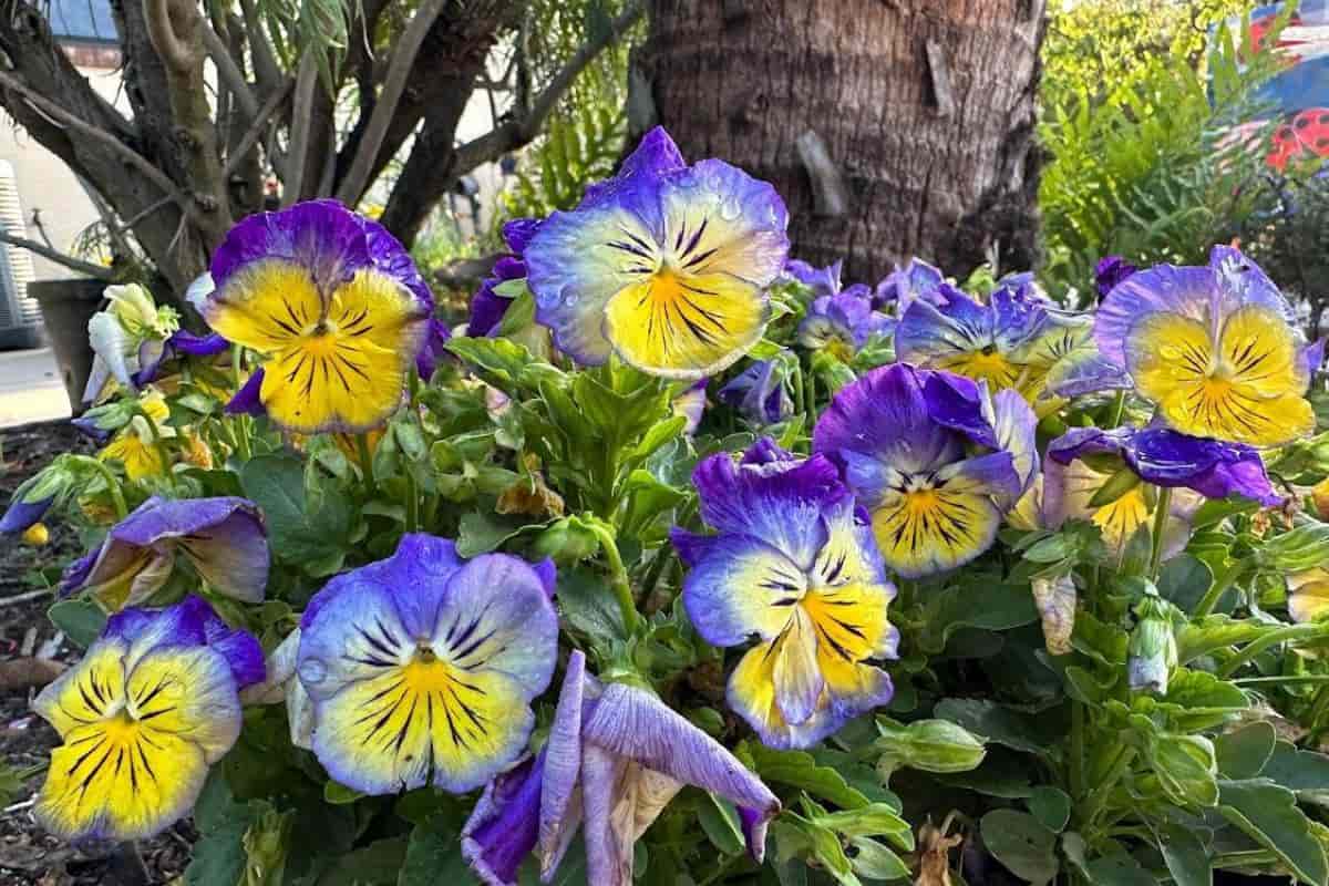Spring Pansies