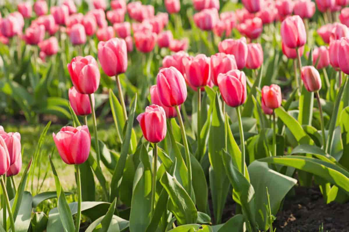 extend tulips blooming time
