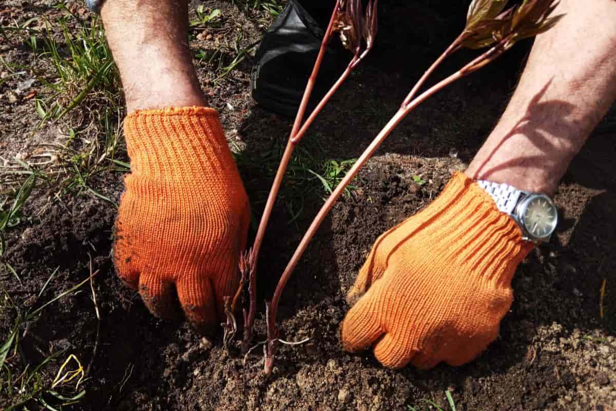 Planting Peonies