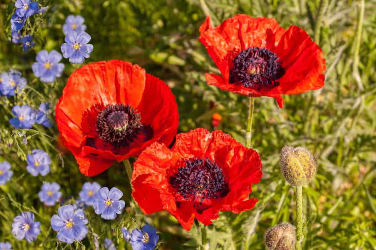 Indispensable Poppies