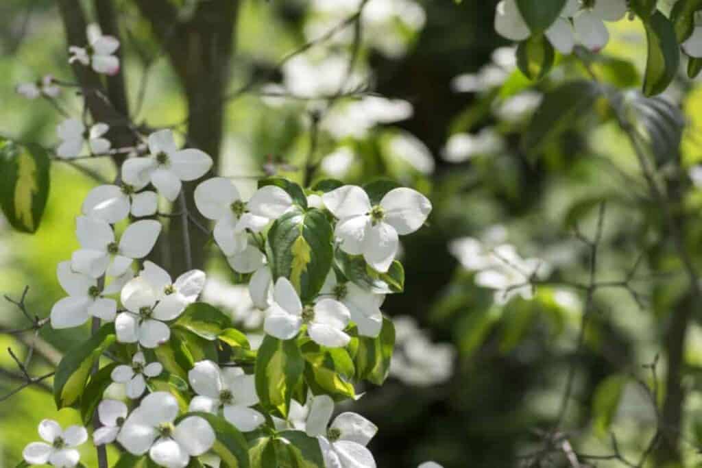 Japanese Dogwood