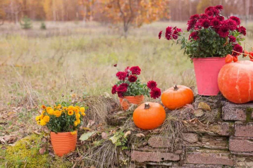 Planting Ideas