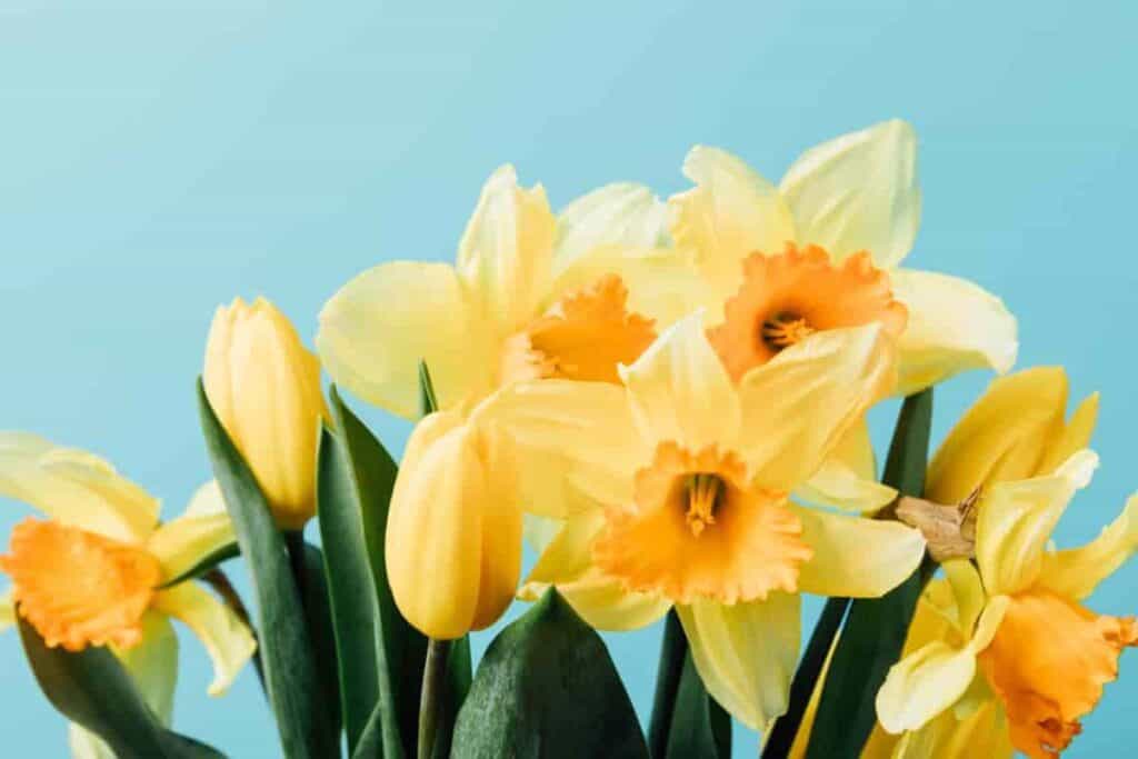 Starting Daffodils