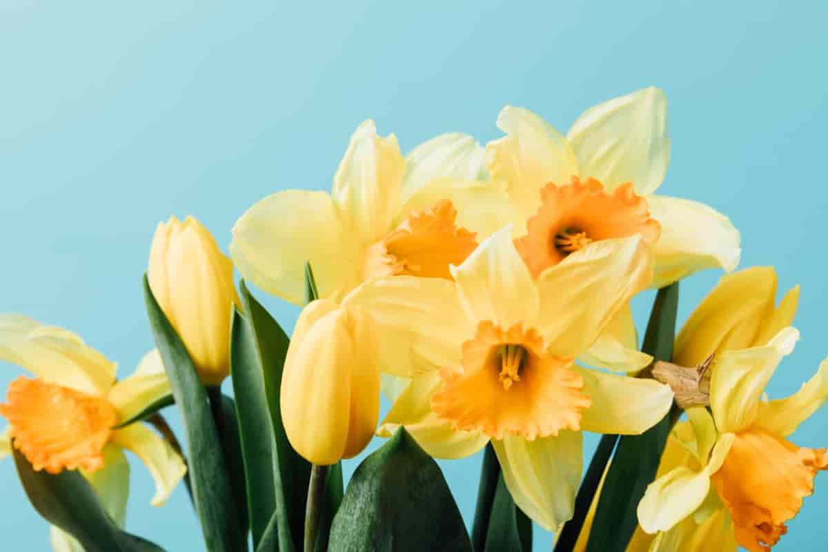 Starting Daffodils