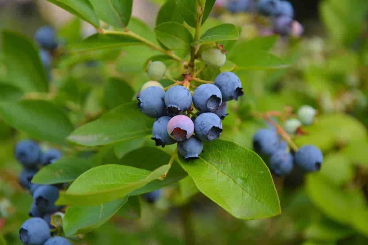 Fruit
