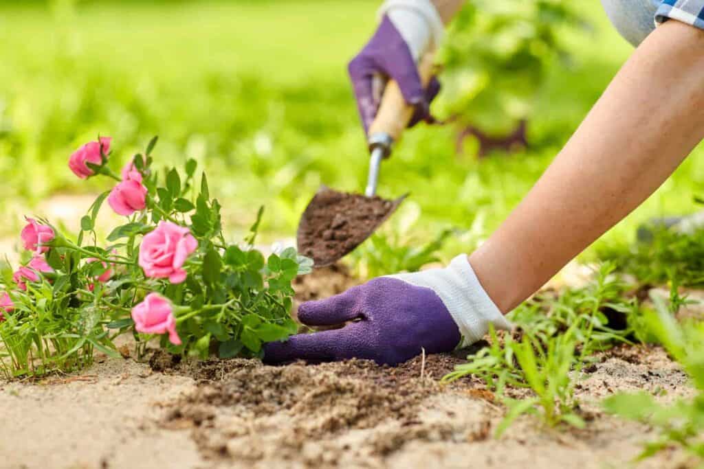 fall or spring rose planting