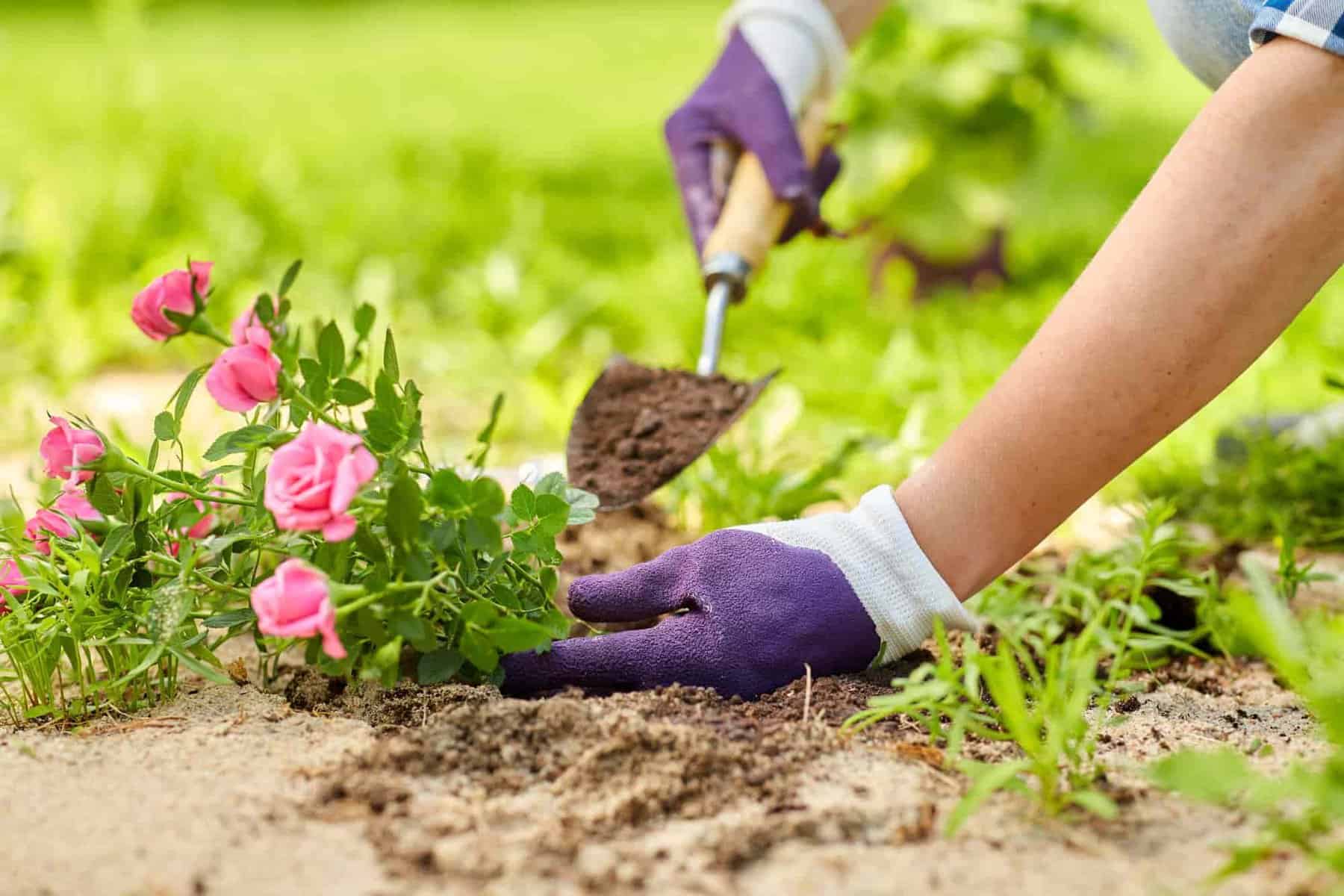fall or spring rose planting