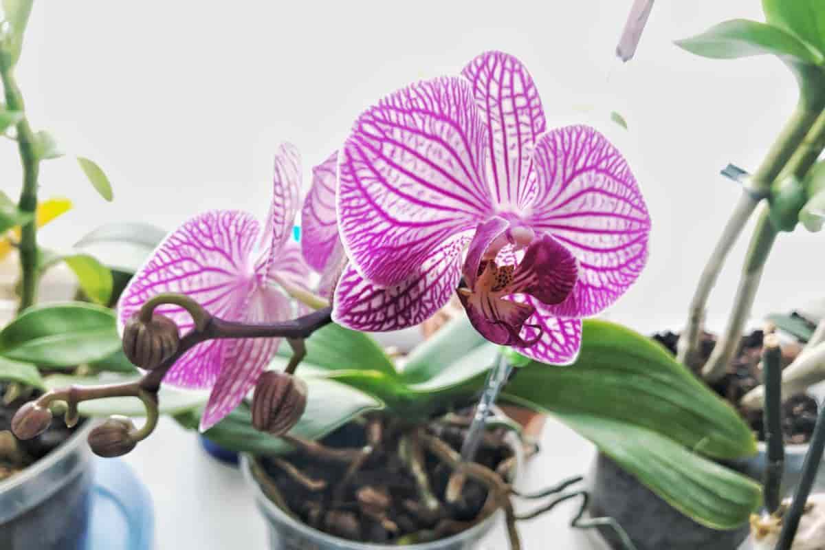 Indoor Orchids