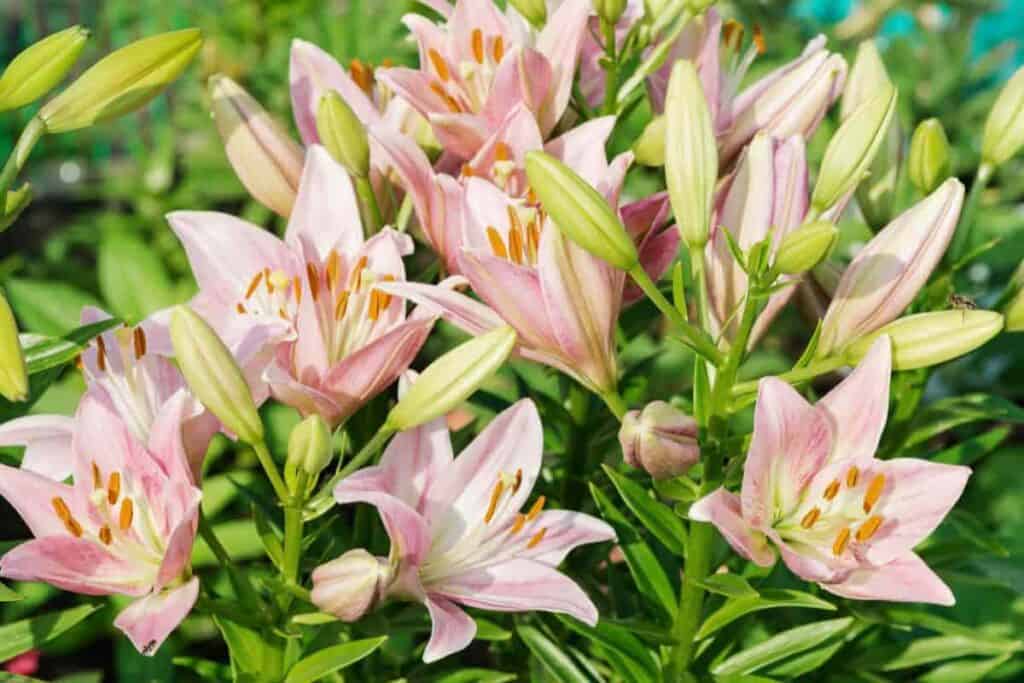 Lilies