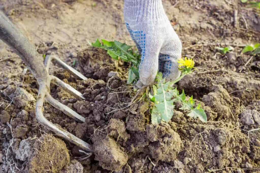 Weed Killers