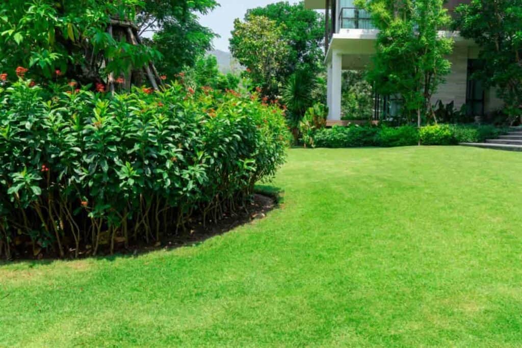Lawn Grass