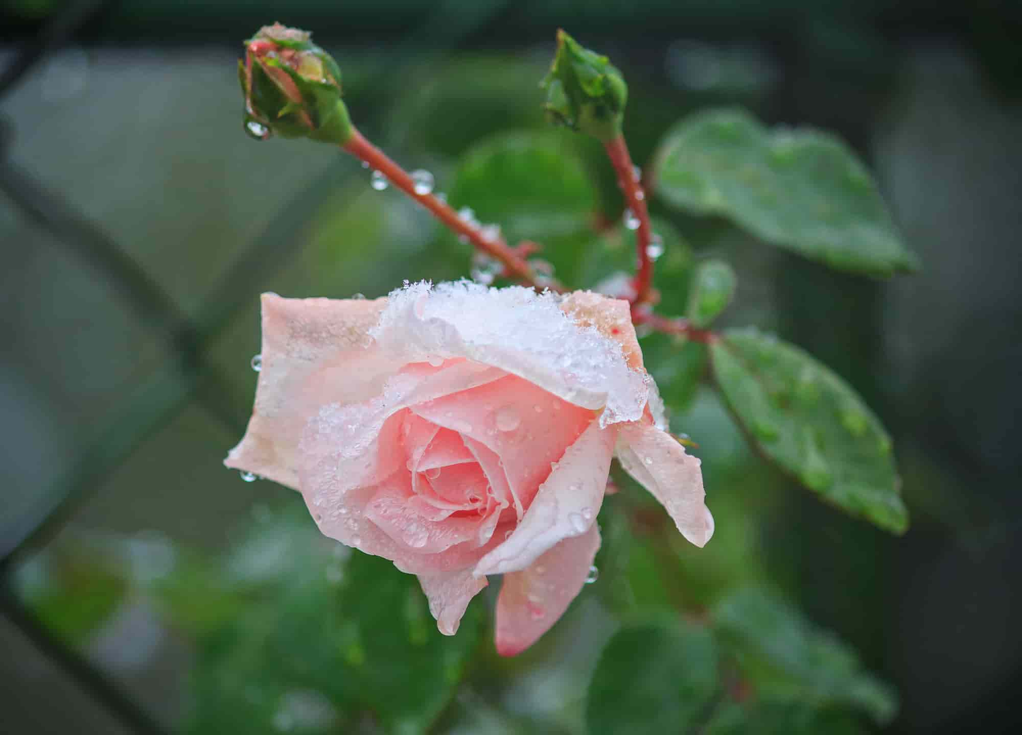 Winter Roses