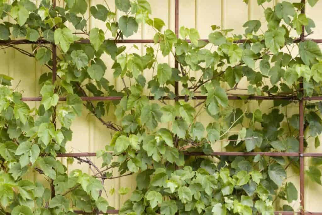 points in building trellises