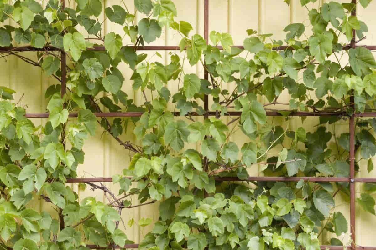 points in building trellises