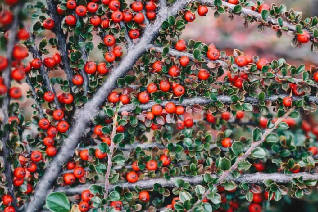 Spray Cotoneaster
