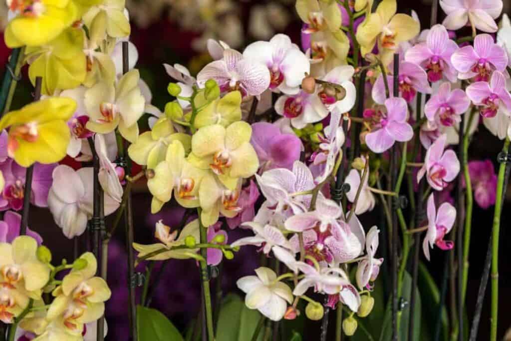 orchids exotic beauty