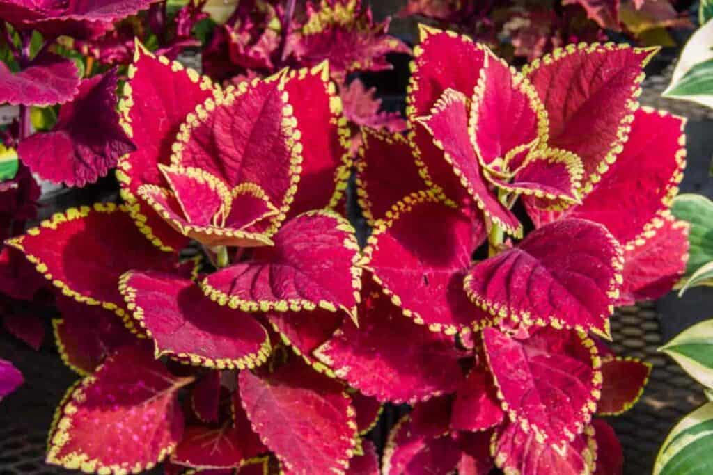 Colorful Coleus
