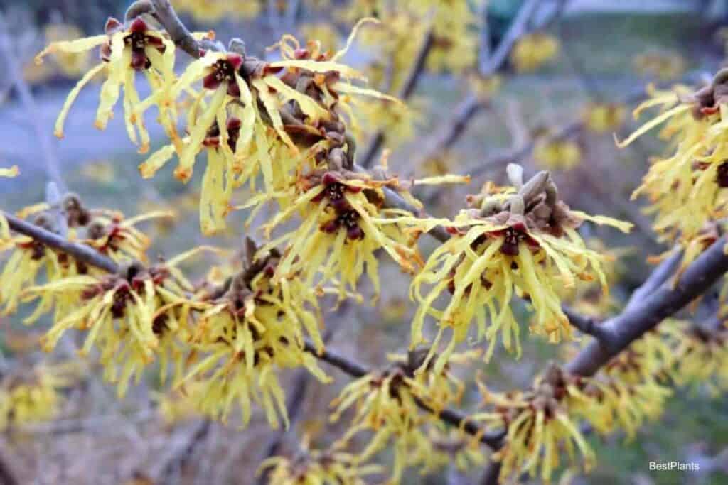Delicate Vernal Witch Hazel