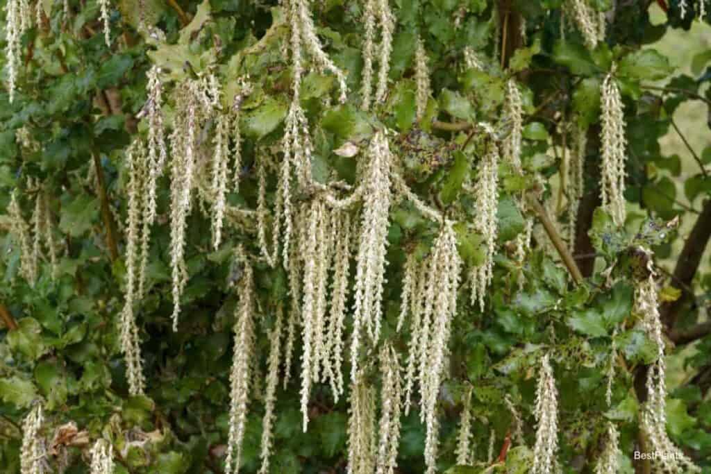 Cascading Garrya Plant