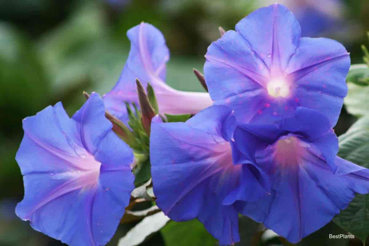 Charming Annual Flowering Vines