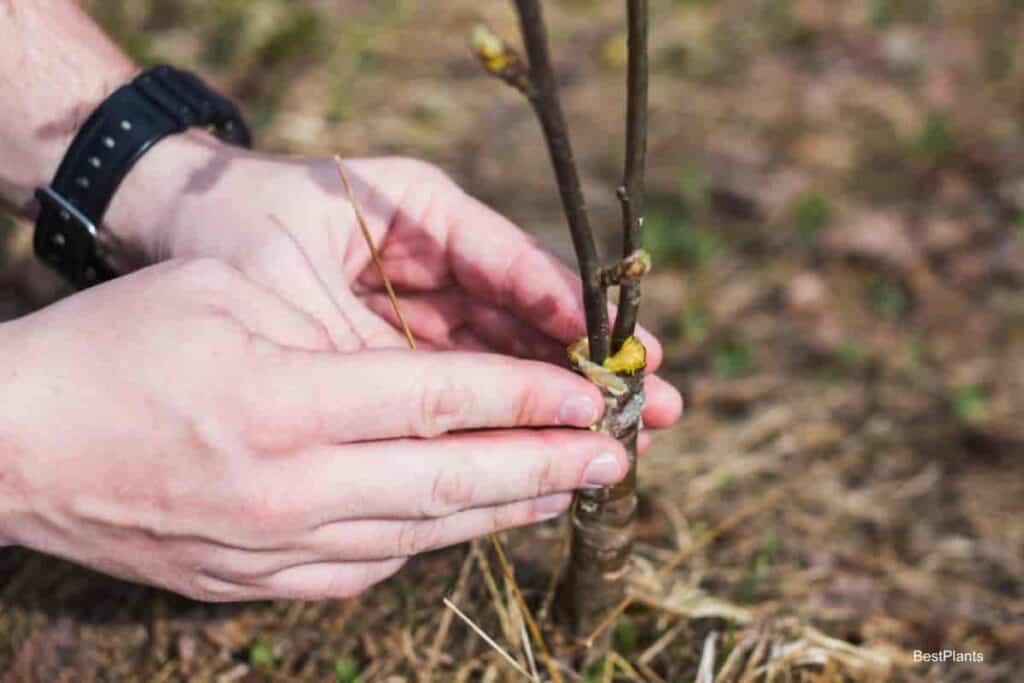 Grafting Plants