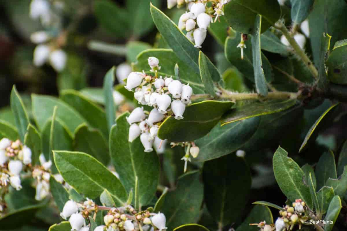 Growing Natives