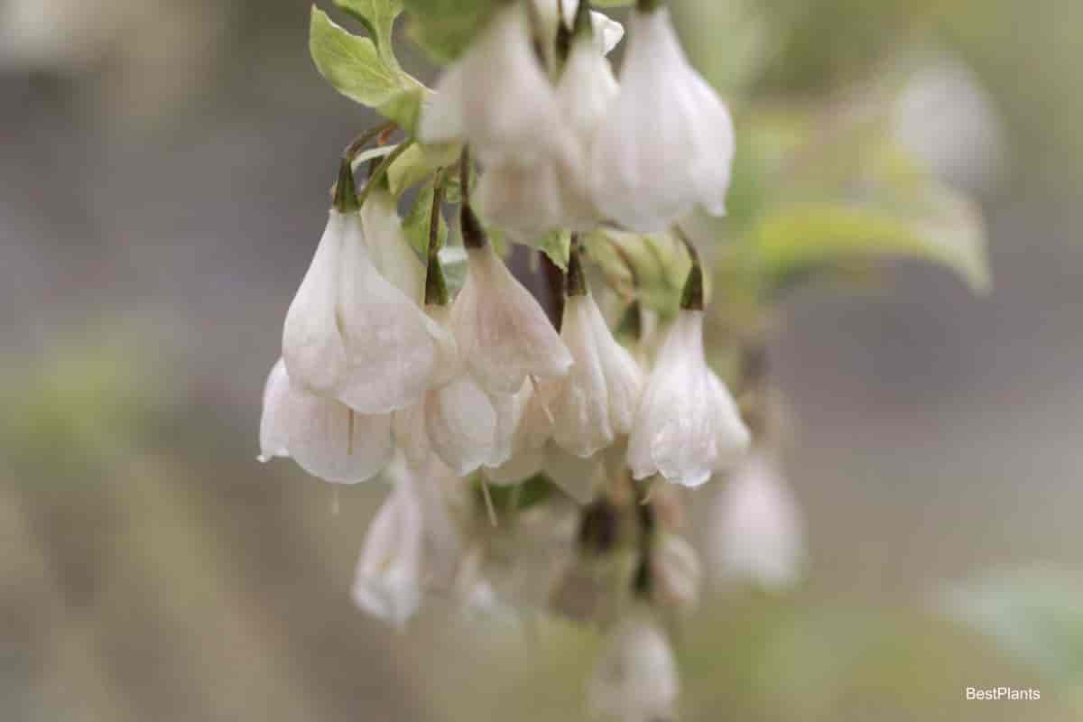 Blooming Silver Bell