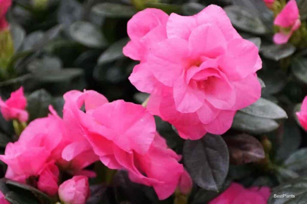 Glenn Dale Hybrid Azaleas