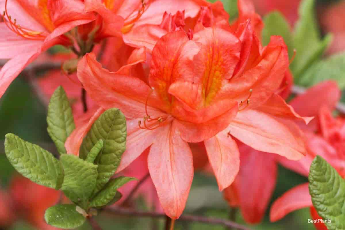 Blooming Azaleas in West Coast