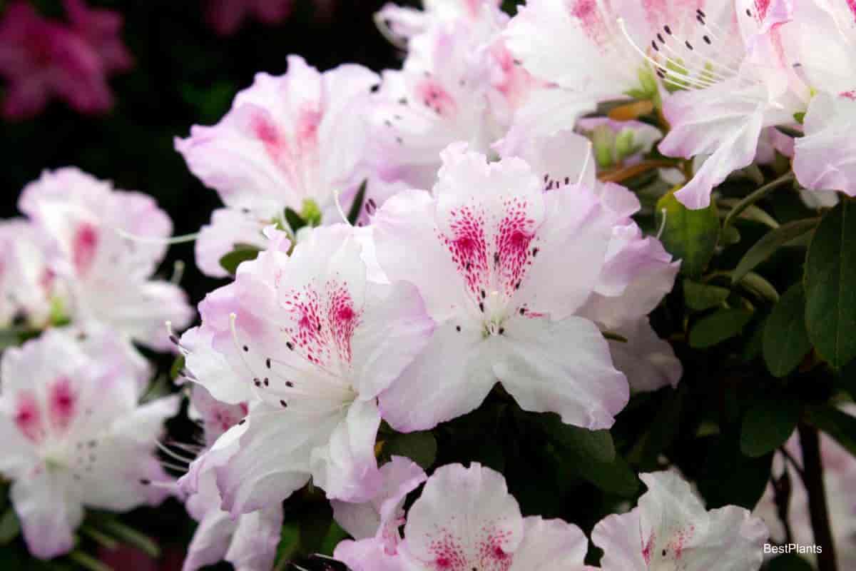 north central azaleas