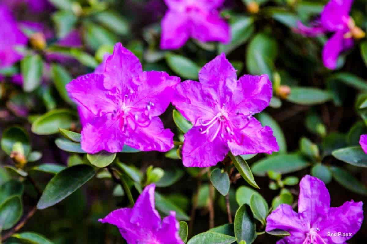 Growing East Central Azaleas