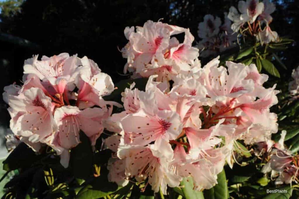 azaleas flower