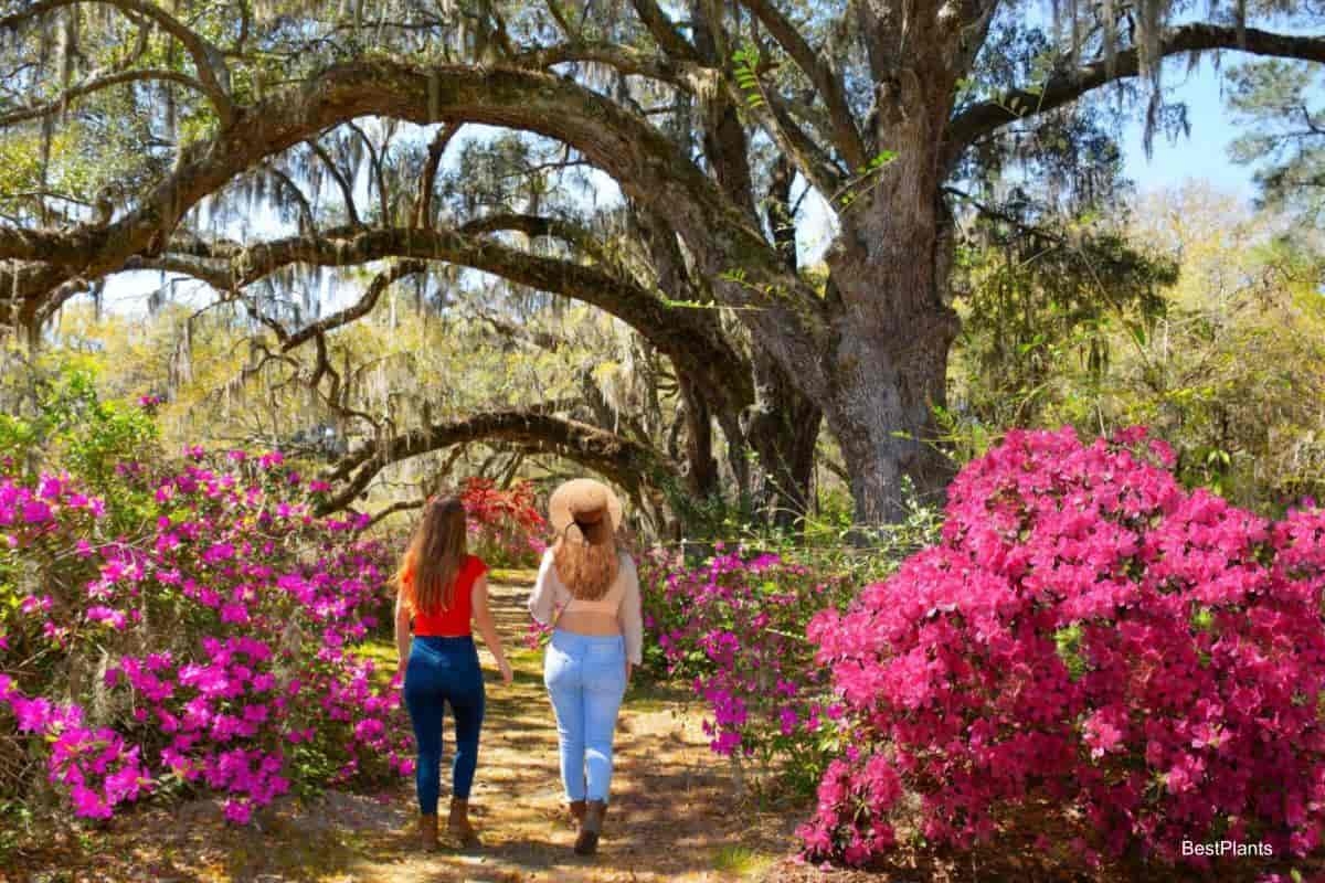 South Atlantic Azalea Garden