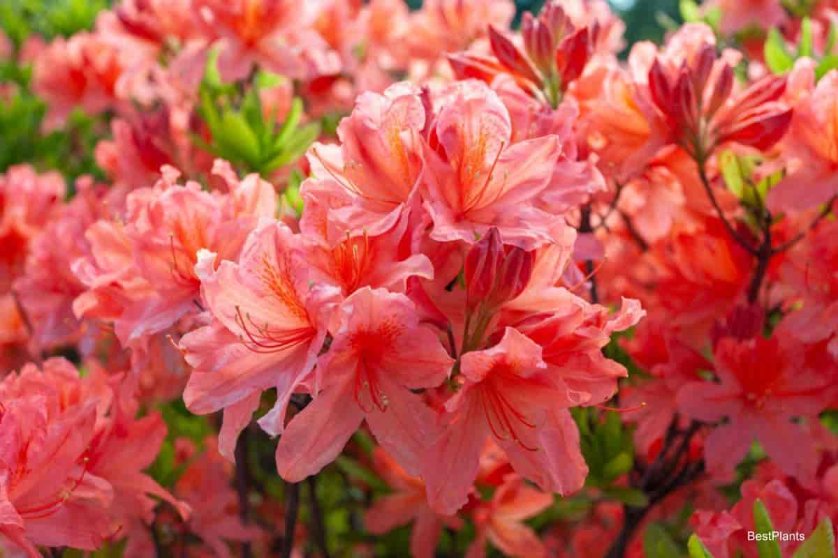 atlantic azaleas flower