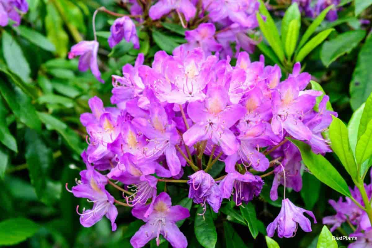 New England Azaleas