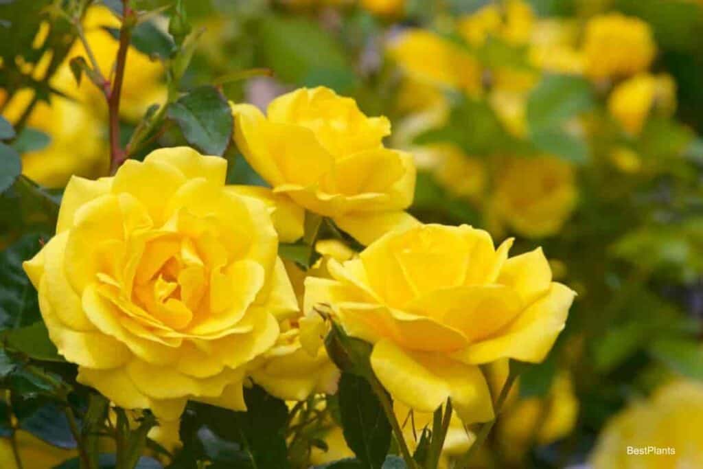 yellow rose