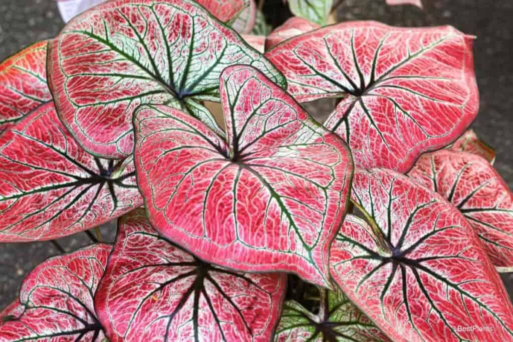 Colorful Caladiums