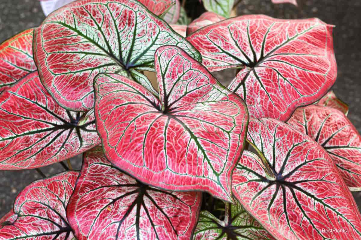 Colorful Caladiums