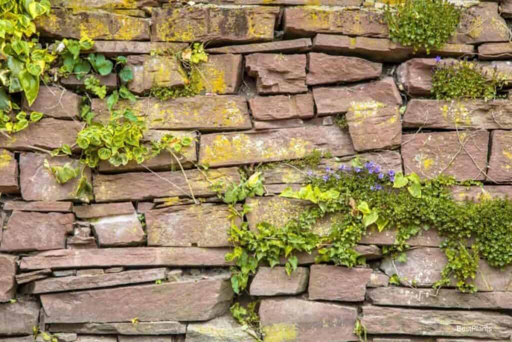 wall gardening