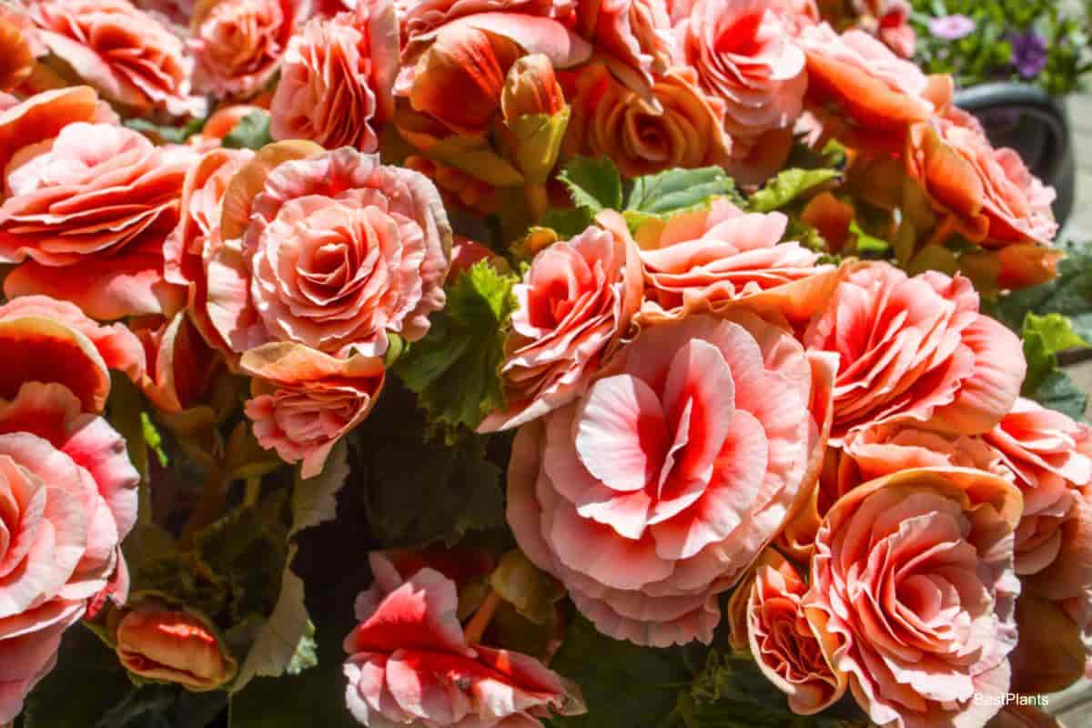tuberous begonias summer bloom