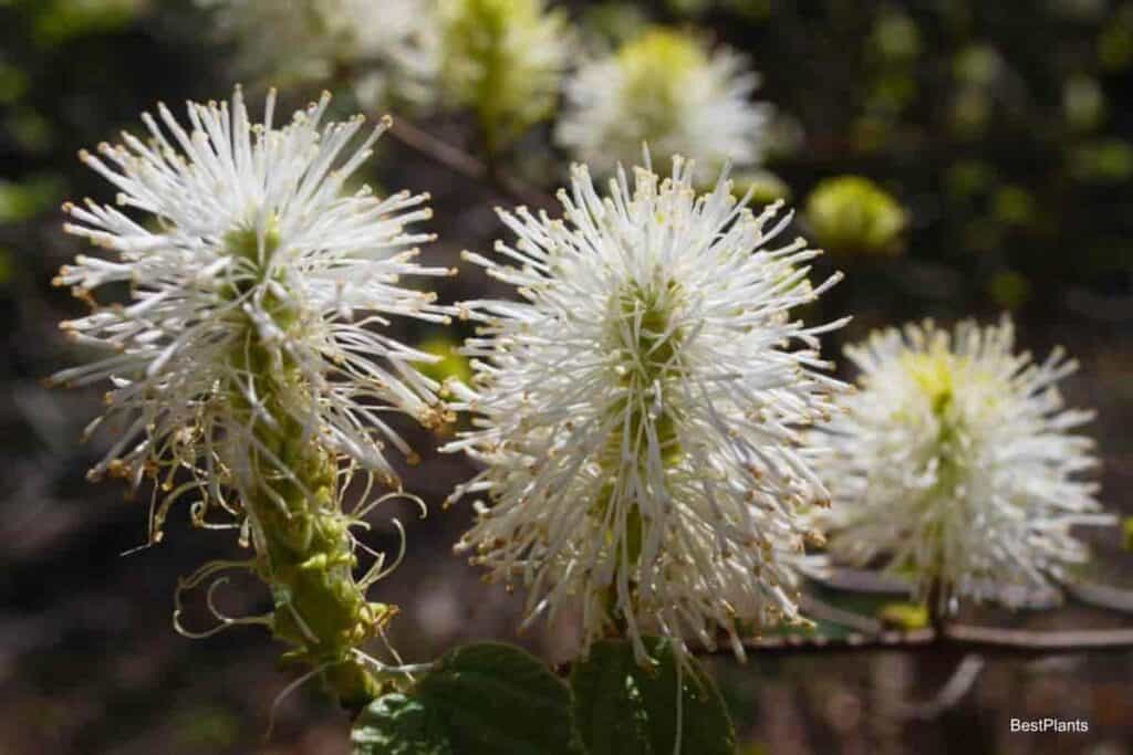 Charming Fothergilla Bush
