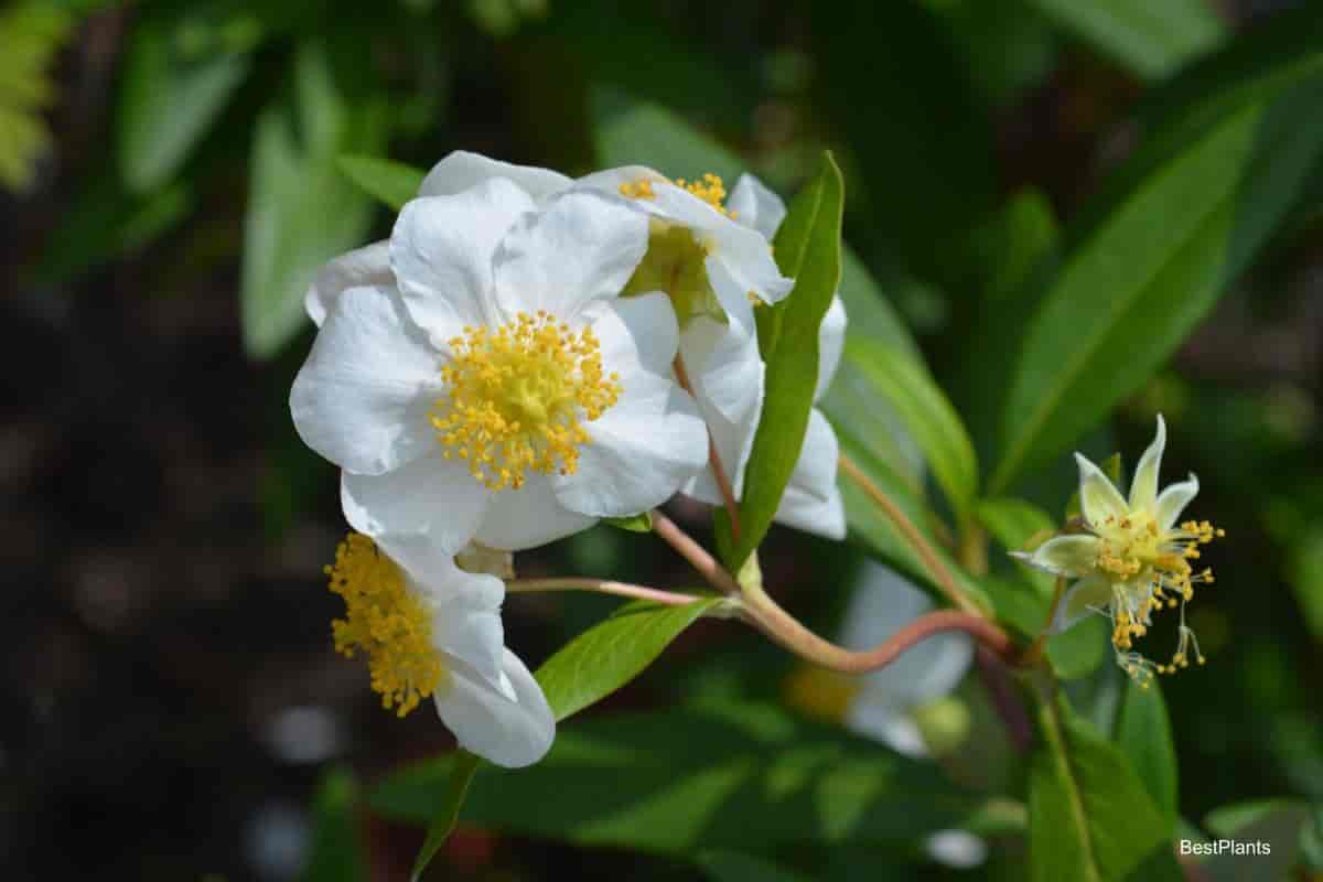 bush anemone flower