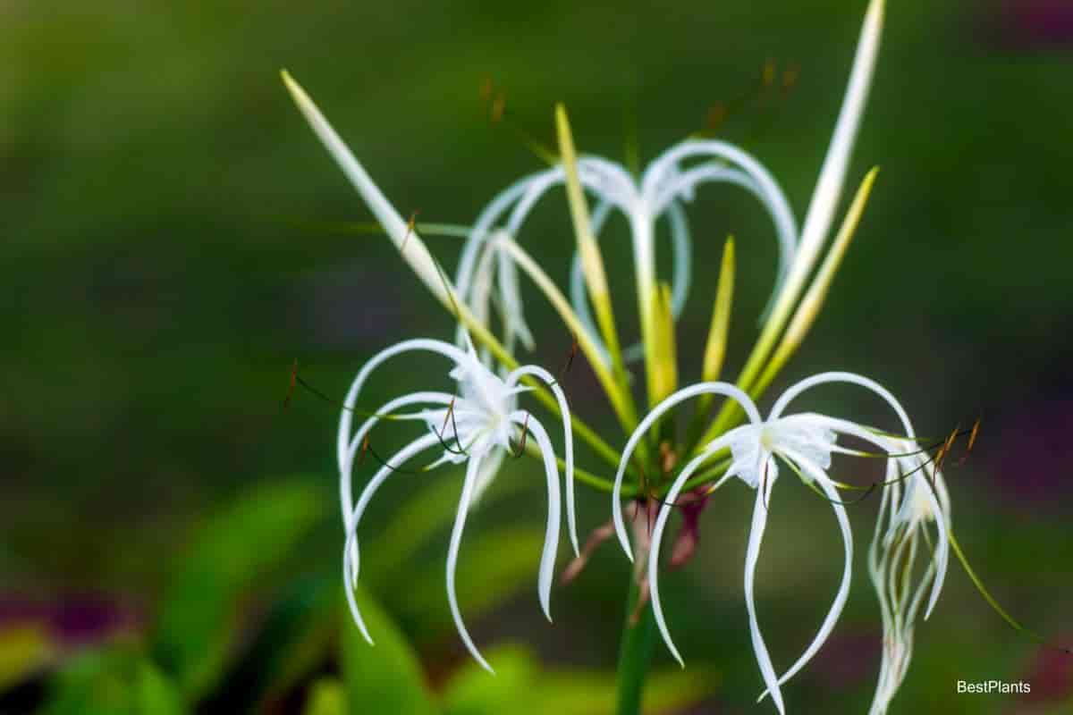 Stunning, Exotic Spider Lily