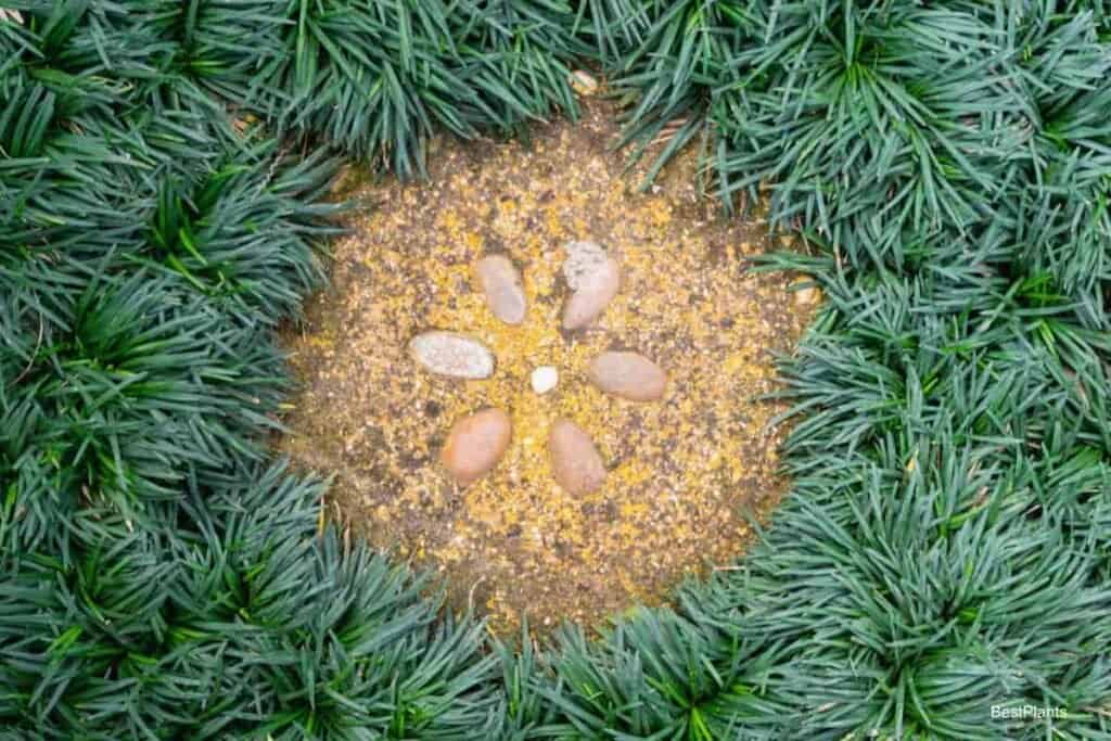 ground covers for shade