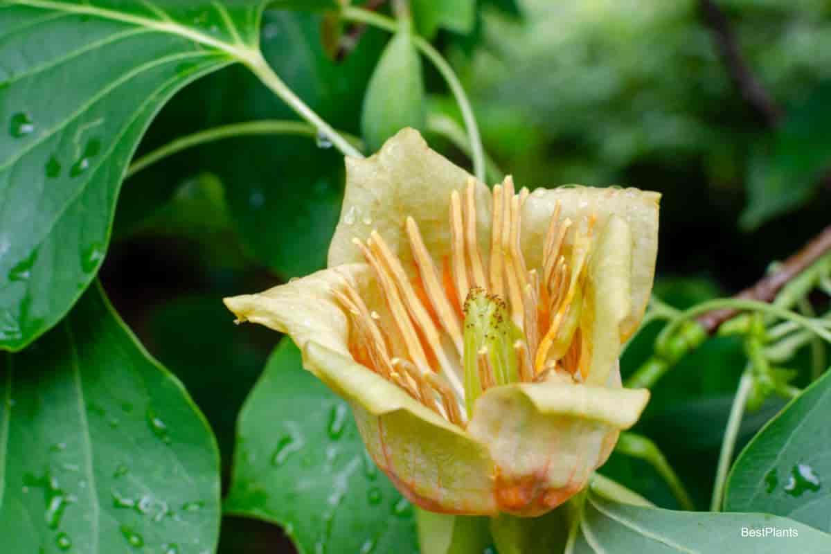 tulip poplar