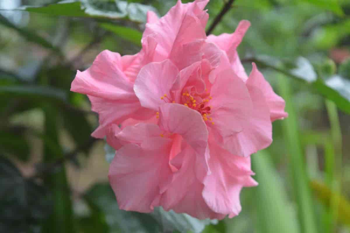 Large Blooms of Hybrid Hibiscus