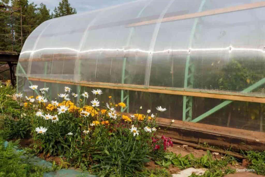 Greenhouse with flowers outside