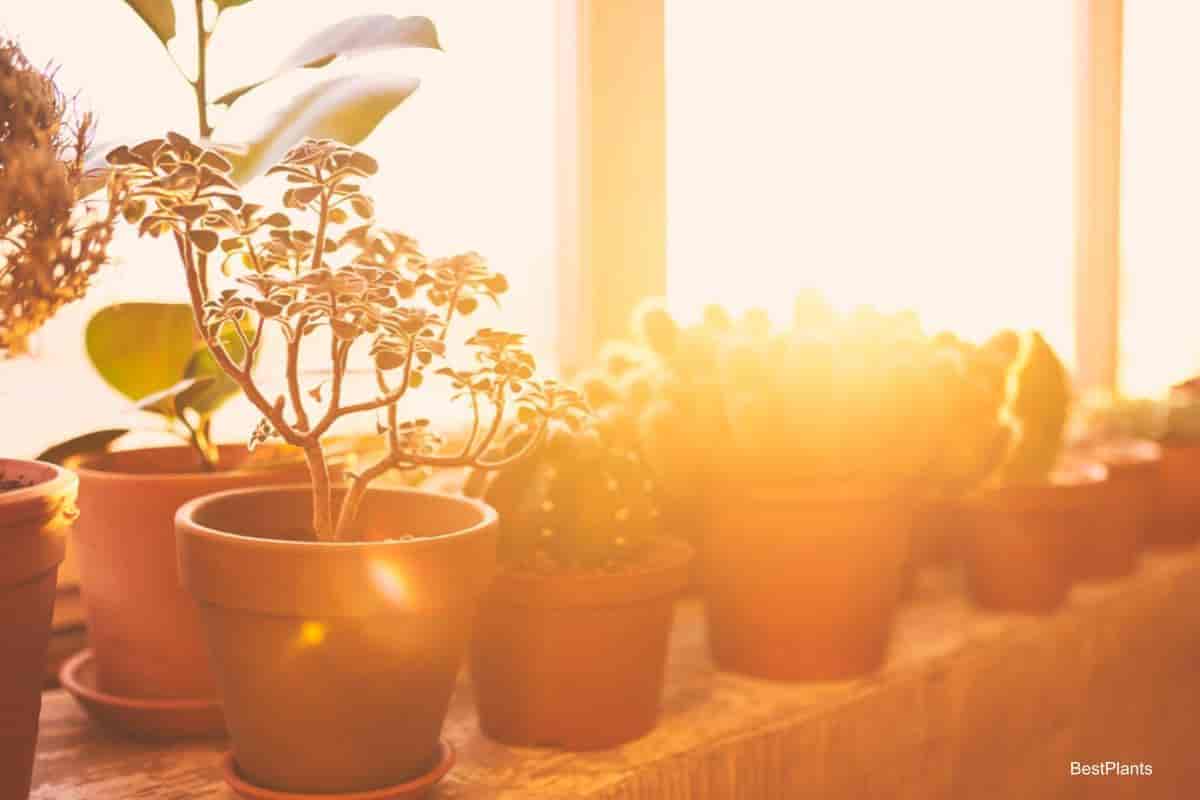 Summering House Plants
