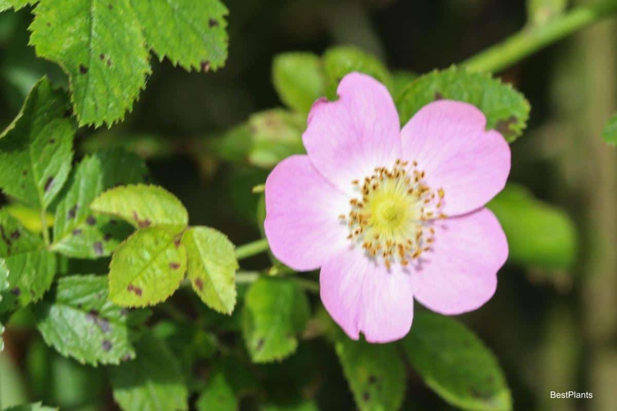 Sweetbriar Rose