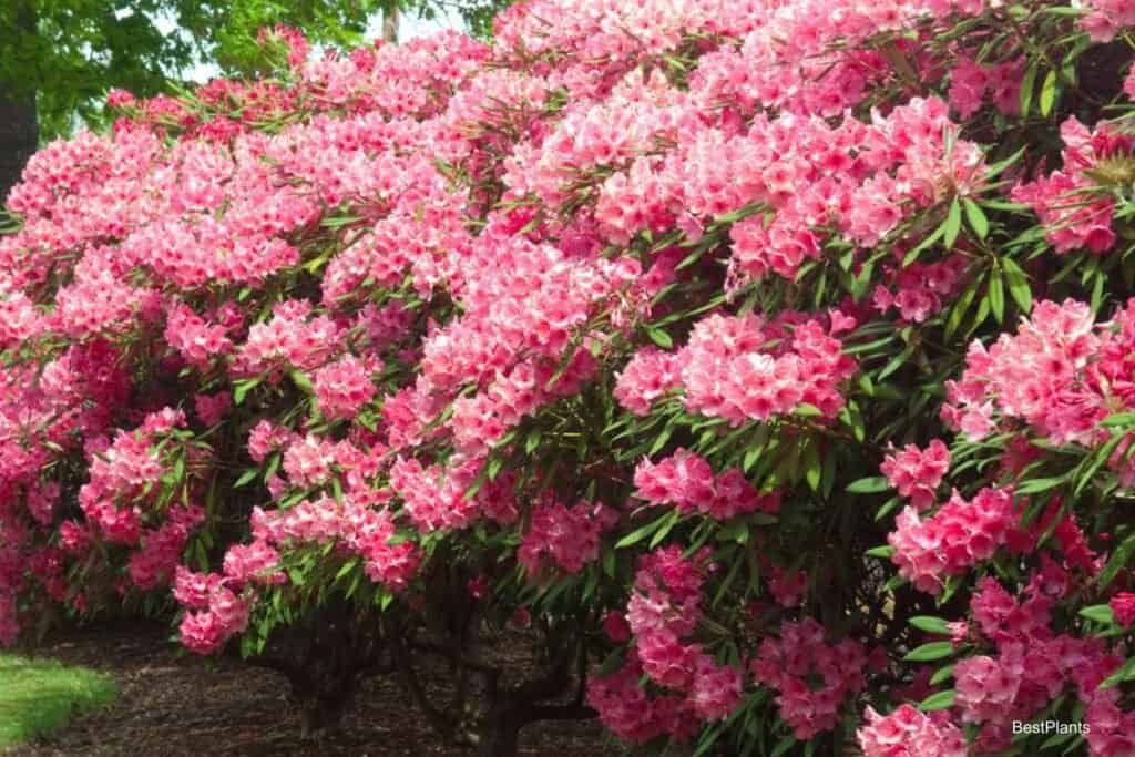 west coast rhododendrons